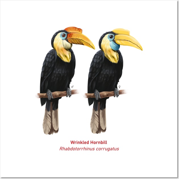 Wrinkled hornbill | Rhabdotorrhinus corrugatus ⚥ Wall Art by bona 